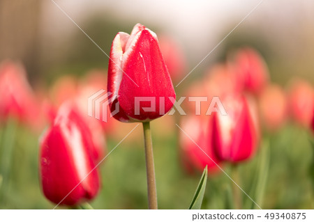 Tulip Tulip 49340875