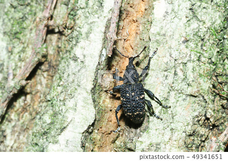Clear Naako weevil 49341651