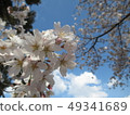 Cherry Blossoms	 49341689