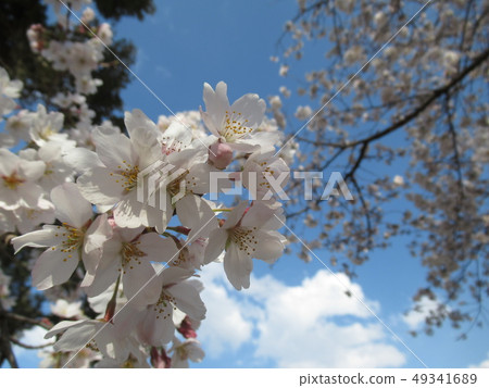 Cherry Blossoms	 49341689