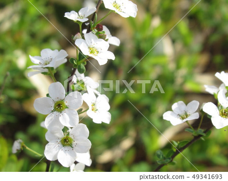 花 花 49341693