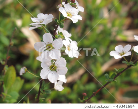 花 花 49341694