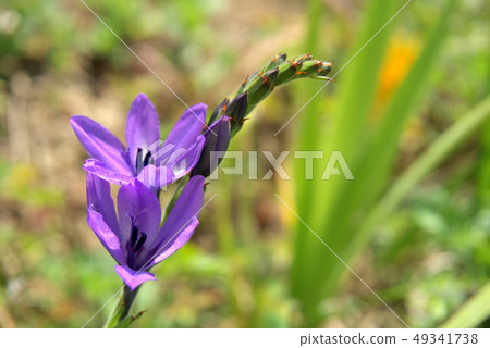Babyana花 49341738