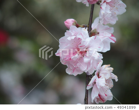 Blooming peach 49341899
