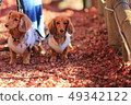 Autumn leaves and dogs 49342122