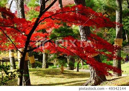 Maple fall foliage backlit garden Japan sunny exposure difference red green contrast Maple fall foliage backlit garden Japan sunny exposure difference red green contrast 49342144