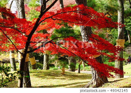 楓葉秋葉背光花園日本晴天曝光差異紅綠對比 楓葉秋葉背光花園日本晴天曝光差異紅綠對比 49342145