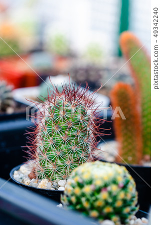 Close up image of Mammillaria bombycina cactus in Close up image of Mammillaria bombycina cactus in 49342240