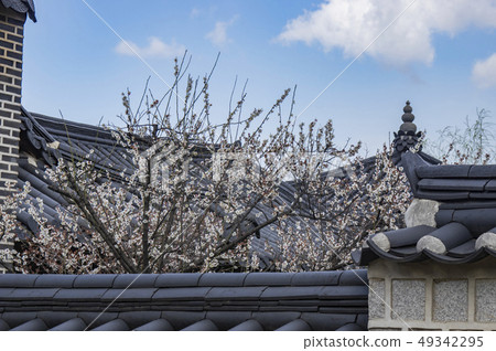 園藝和鮮花 49342295