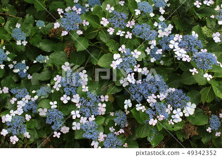 ... ... Forehead hydrangea ... ... ... Gakuajisai ... ... ... Forehead hydrangea ... ... ... Gakuajisai ... 49342352