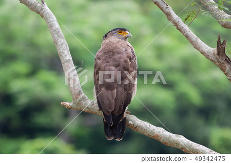 Resting of the rockfish in Iriomote Island Resting of the rockfish in Iriomote Island 49342475