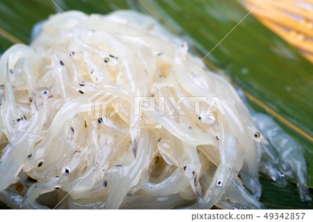 白魚 白魚 49342857