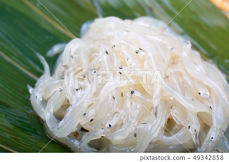 白魚 白魚 49342858