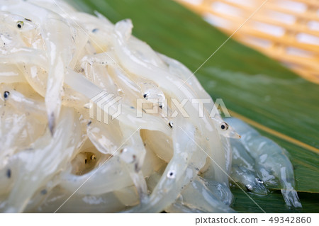 白魚 白魚 49342860