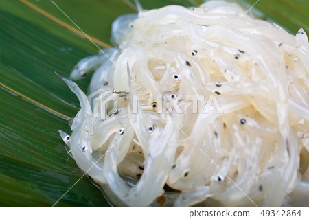 White fish White fish 49342864