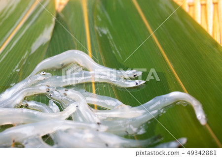 White fish White fish 49342881