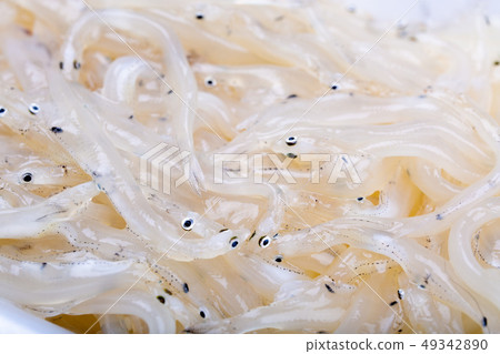 白魚 照片素材 圖片 4934 圖庫