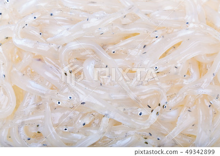 白魚 49342899