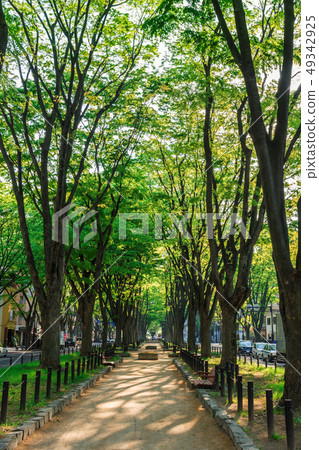 Joshu Temple Street of fresh green 49342925