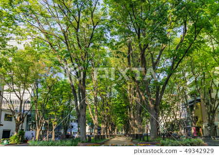 Joshu Temple Street of fresh green 49342929