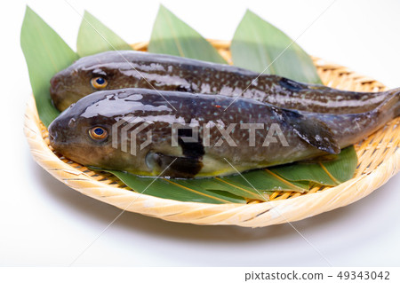 Mafugu Shinkawa pork Kawa pork 49343042