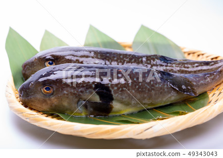 Mafugu Shinkawa pork Kawa pork 49343043