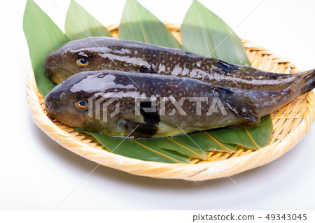 Mafugu Shinkawa pork Kawa pork 49343045