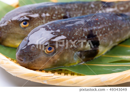 Mafugu Shinkawa pork Kawa pork 49343049