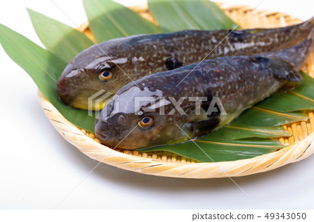 Mafugu Shinkawa pork Kawa pork 49343050