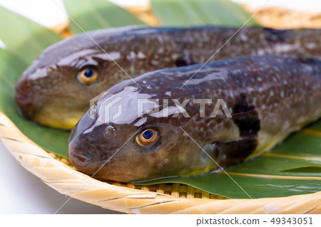 Mafugu Shinkawa pork Kawa pork 49343051