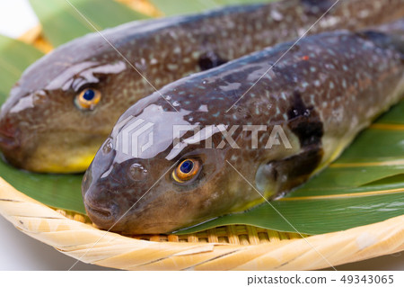 Mafugu Shinkawa pork Kawa pork 49343065