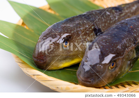 Mafugu Shinkawa pork Kawa pork 49343066