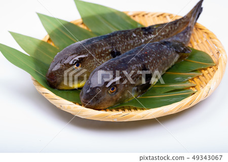 Mafugu Shinkawa豬肉Kawa豬肉 49343067