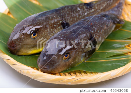 Mafugu Shinkawa豬肉Kawa豬肉 Mafugu Shinkawa豬肉Kawa豬肉 49343068