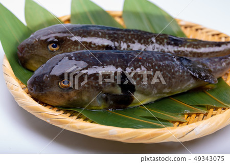 Mafugu Shinkawa pork Kawa pork 49343075