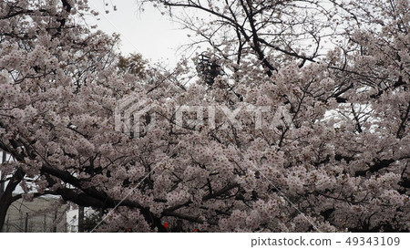 上野溫泉公園 上野溫泉公園 49343109