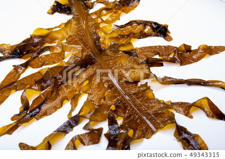 裙帶菜裙帶菜 裙帶菜裙帶菜 49343315