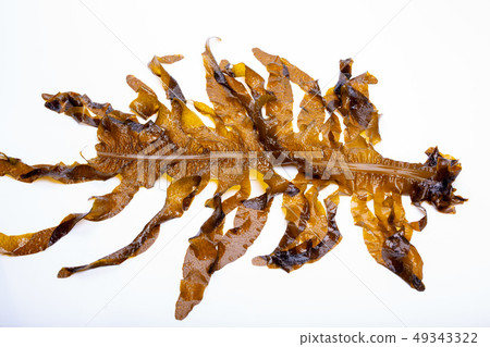 裙帶菜裙帶菜 49343322