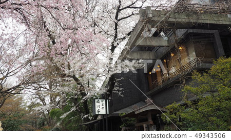Ueno Toshogu Shrine 49343506