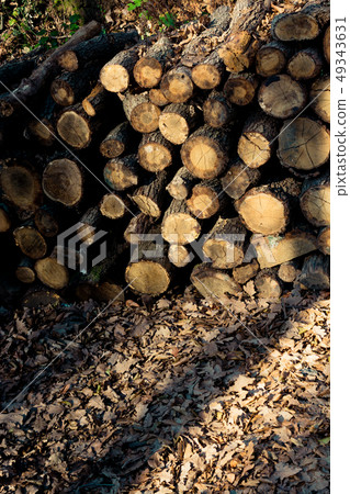 Wooden logs in a forest on display Wooden logs in a forest on display 49343631