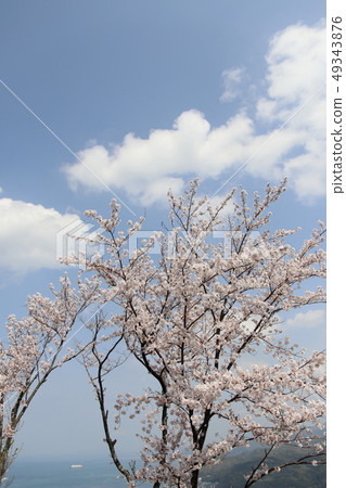 Amakusa cherry blossoms Amakusa cherry blossoms 49343876