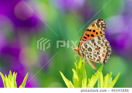 A butterfly that flies to the leaves of grass 49343886