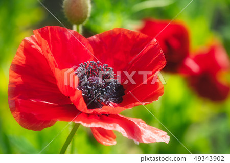 紅罌粟 49343902