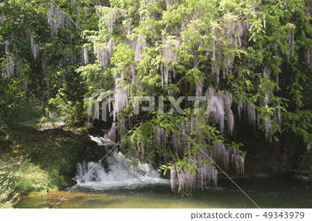 開花在山小河的紫藤 49343979
