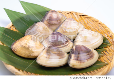 Clam shellfish Clam shellfish 49344159