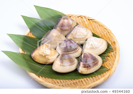 Clam shellfish Clam shellfish 49344160