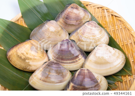 Clam shellfish Clam shellfish 49344161