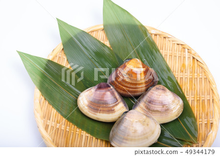 Clam shellfish Clam shellfish 49344179