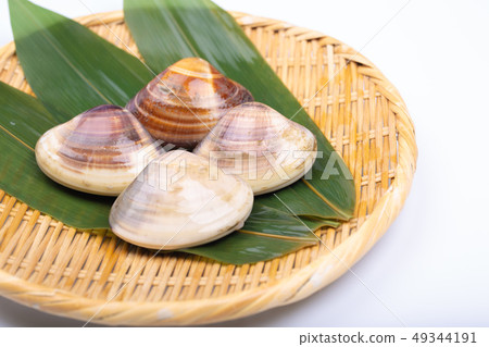 Clam shellfish Clam shellfish 49344191