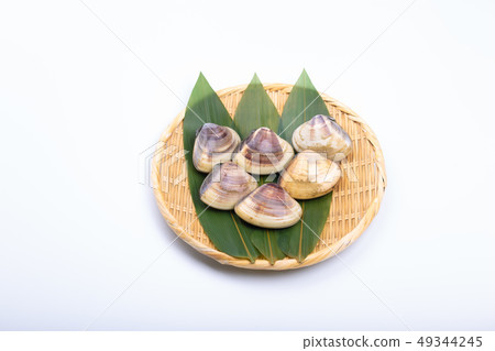 Clam Clam 49344245